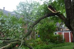 tree with broken branch